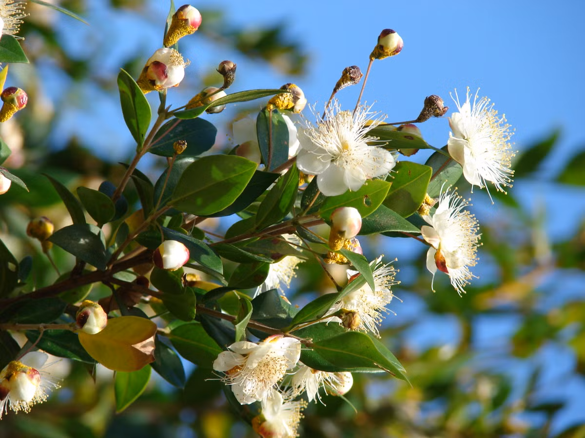 Sim trắng Địa Trung Hải (Myrtus communis) cao 5 mét, là thực vật bản địa khu vực quanh Địa Trung Hải. Loài cây này có hoa thơm và tạo thành quả mọng màu đen xanh. Lá thơm của chúng được dùng để chiết xuất tinh dầu. Ảnh: Wikipedia.