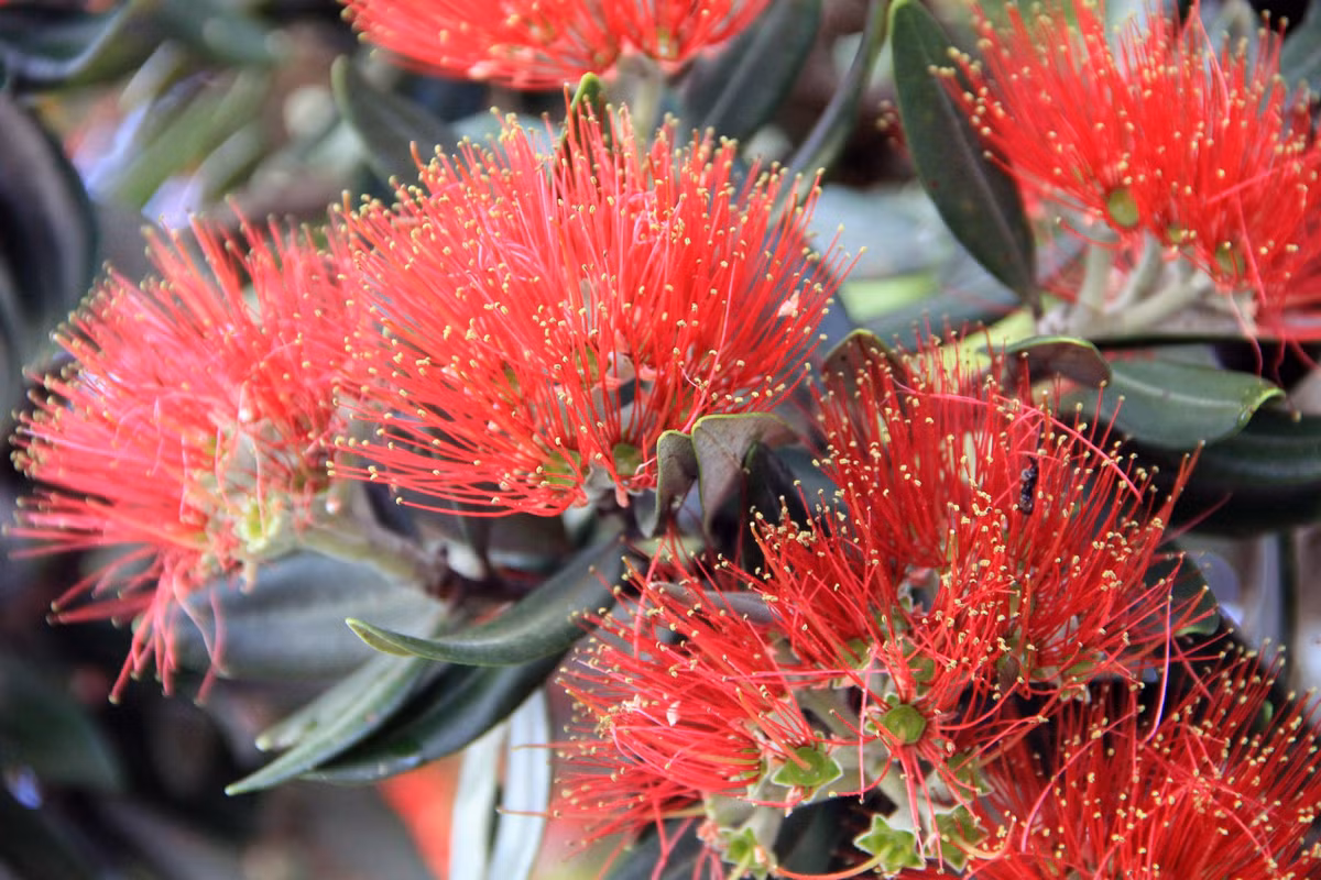 Pohutakawa (Metrosidero excelsa) cao 20 mét, là thực vật bản địa ở Bắc New Zealand. Loài cây gỗ này chuyên bám vào vách đá bằng rễ treo dài, ra hoa đỏ vào tháng 12. Đây là một loài cây mang tính biểu tượng của đất nước New Zealand. Ảnh: Brisbane Plant Nursery.