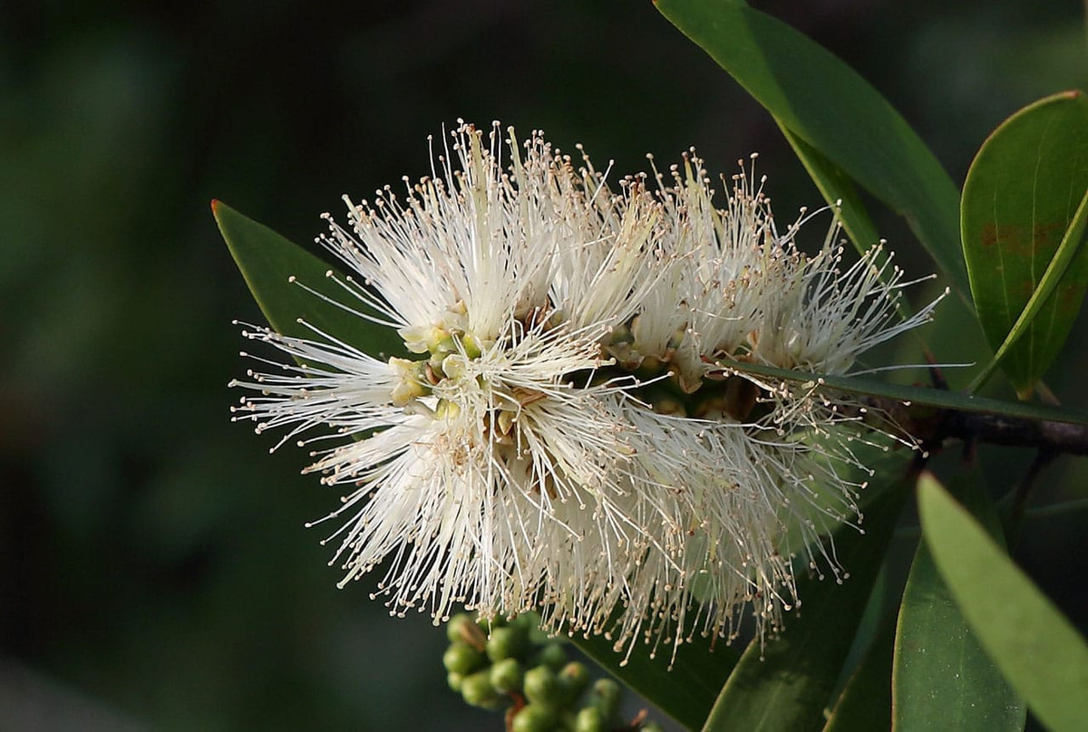 Tràm (Melaleuca cajuputi) cao 25 mét, phân bố ở Đông Nam Á và Bắc Australia. Loài cây thân gỗ này có lá thơm, dùng để chiết xuất tinh dầu màu vàng lục có dược tính cao. Ảnh: Atlas of Poisonous Plants in Hong Kong.