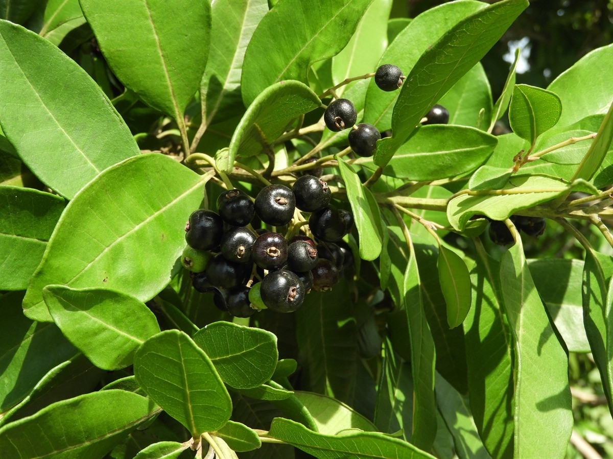 Tiêu Jamaica (Pimenta dioica) cao 12 mét, phân bố ở Trung Mỹ và các đảo Carribbean. Loài cây thân gỗ đơn tính này có hoa trắng nhỏ tạo thành quả hạch màu nâu đen trông như quả mọng. Quả chín của chúng được sấy khô và xay thành bột để làm gia vị. Ảnh: Leon Levy Native Plant Preserve.