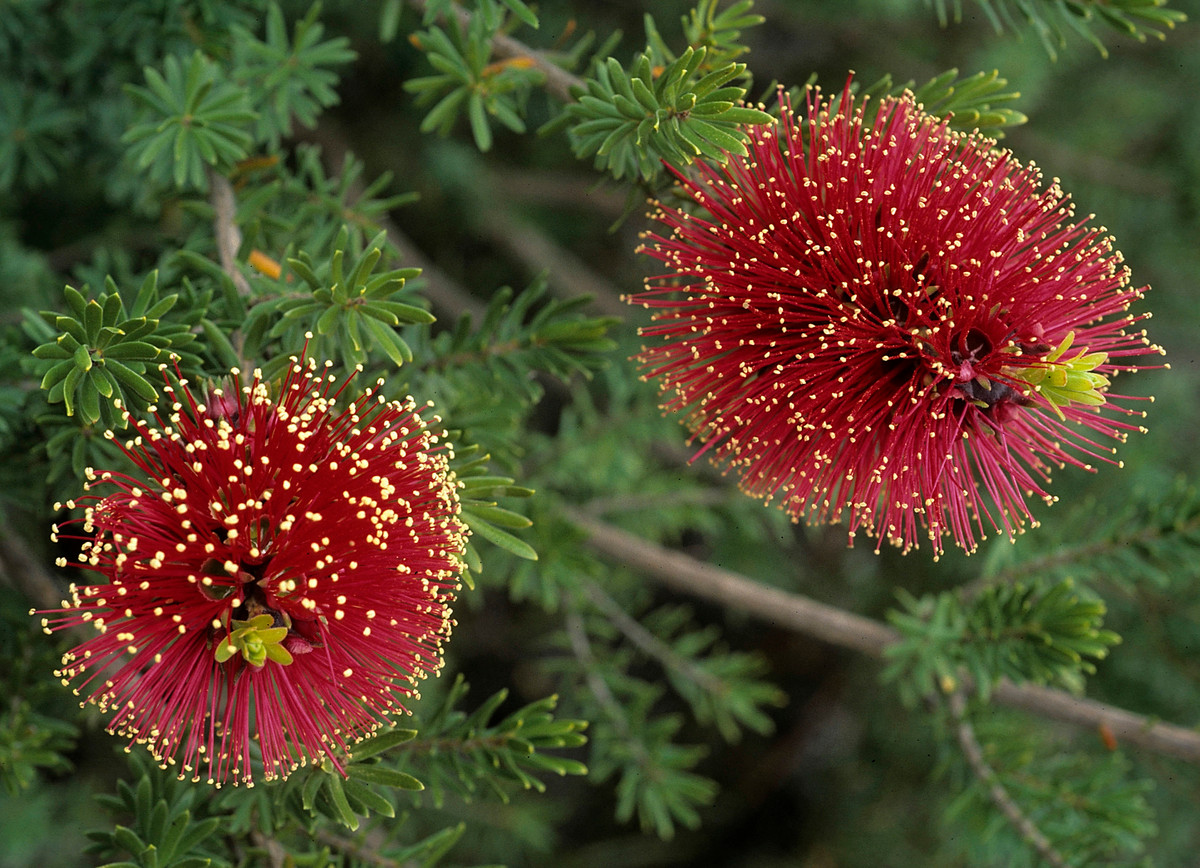 Tràm liễu đỏ (Kunzea baxteri) cao 3 mét, phân bố ở bờ biển phía Nam khu vực Tây Australia. Loài cây bụi thân gỗ có các cụm hoa lớn màu đỏ tươi này là cây cảnh được ưa chuộng trong nhiều khu vườn. Ảnh: BioLib.