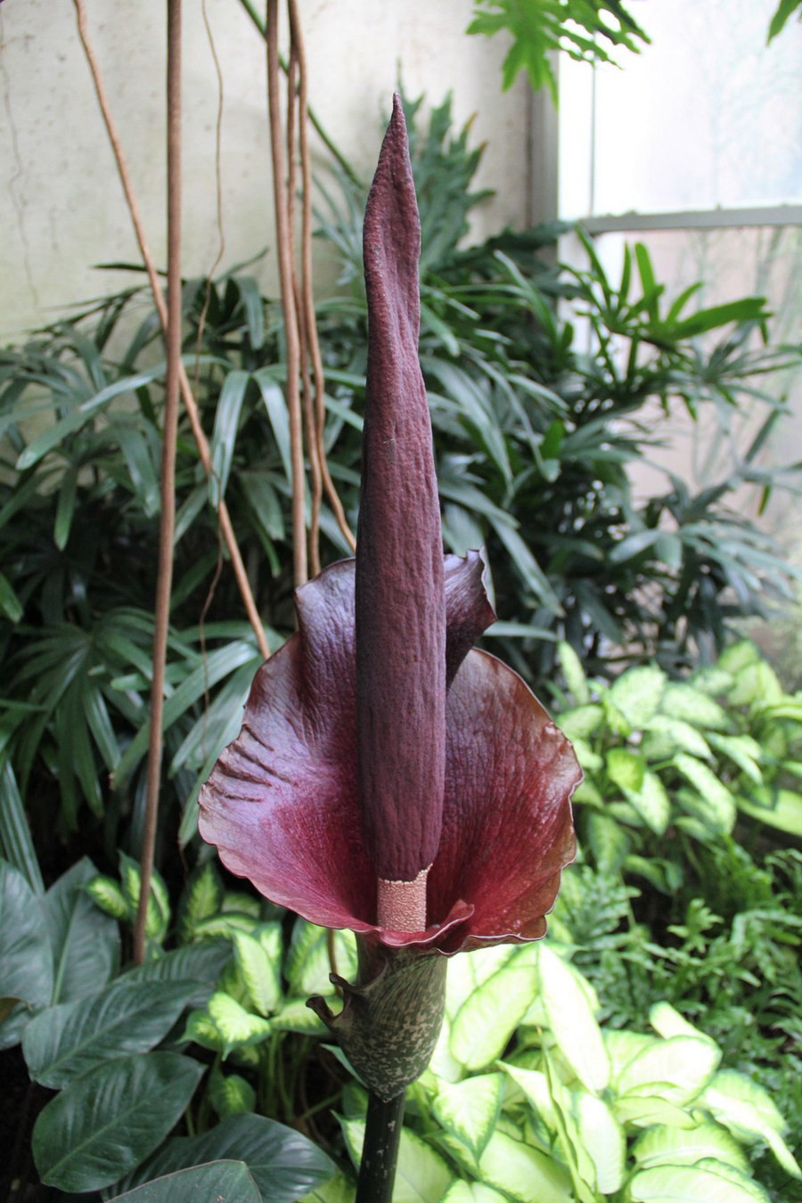 Cây ra hoa khi lá tàn lụi. Hoa của chúng gồm một trục thẳng đứng có những hoa nhỏ màu trắng bên dưới, được bao quanh bởi lá bắc màu tím sẫm. Ảnh: Franklin Park Conservatory.