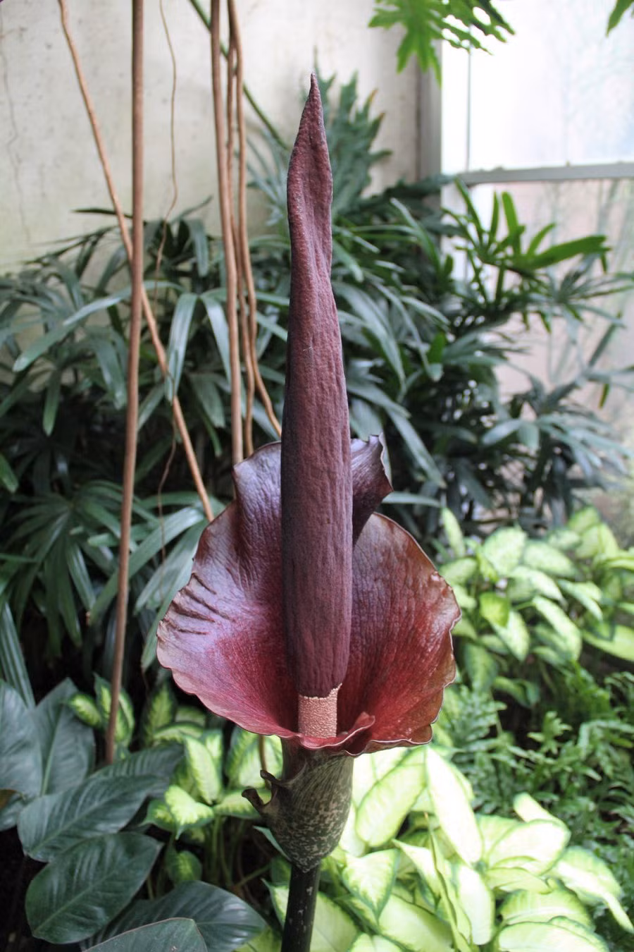 Cây ra hoa khi lá tàn lụi. Hoa của chúng gồm một trục thẳng đứng có những hoa nhỏ màu trắng bên dưới, được bao quanh bởi lá bắc màu tím sẫm. Ảnh: Franklin Park Conservatory.