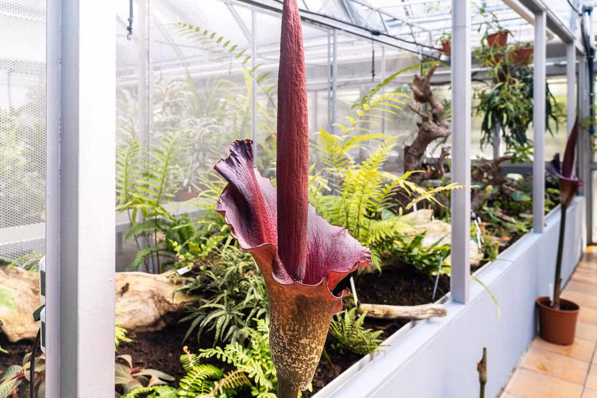 Tại các nhà vườn ở ngoài khu vực phân bố tự nhiên, loài cây này được nhiều người trồng và phân phối ra thị trường như một loại cây cảnh độc đáo. Ảnh: The Spruce.