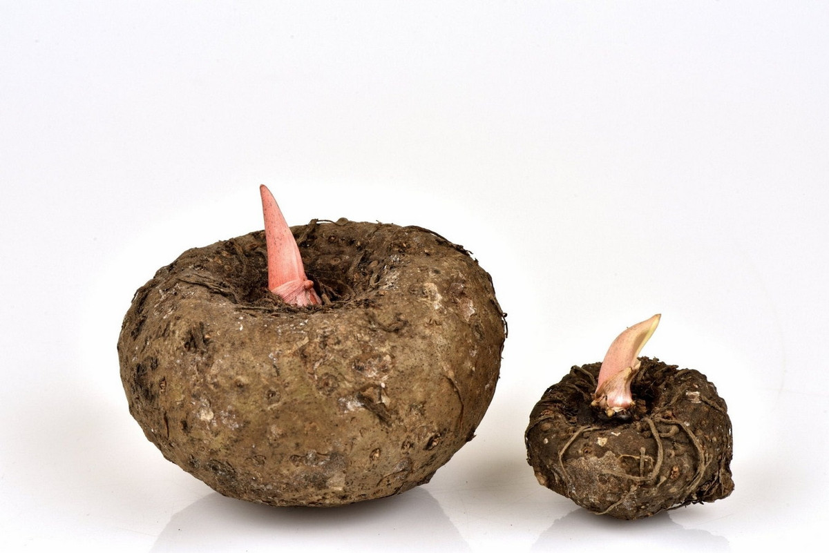 Đây là một loài cây lâu năm thuộc họ Ráy (Araceae), mọc từ thân củ lớn có đường kính lên tới 25 cm. Ảnh: Cape Crystal Brands.