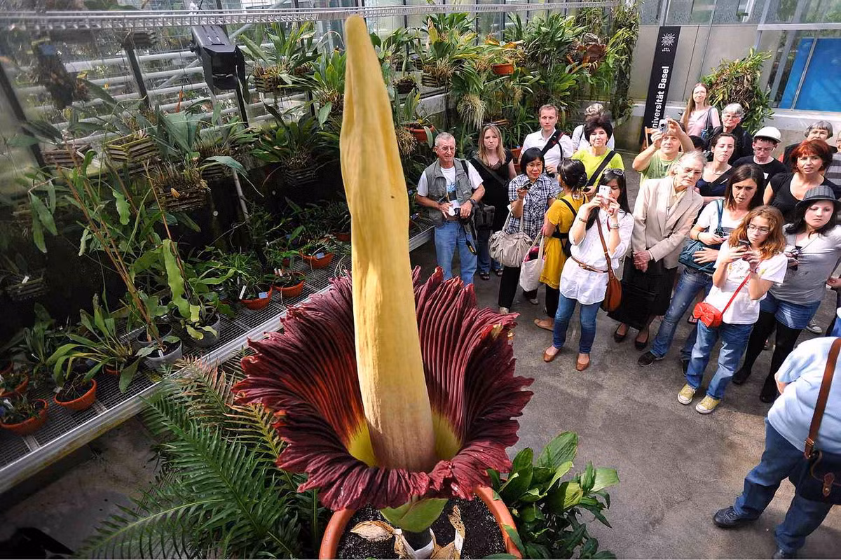 Điều này không có gì ngạc nhiên khi khoai nưa là họ hàng gần của cây hoa xác thối (Amorphophallus titanum), loài thực vật có hoa dạng chùm không phân nhánh lớn nhất trên thế giới. Ảnh: Treehugger.