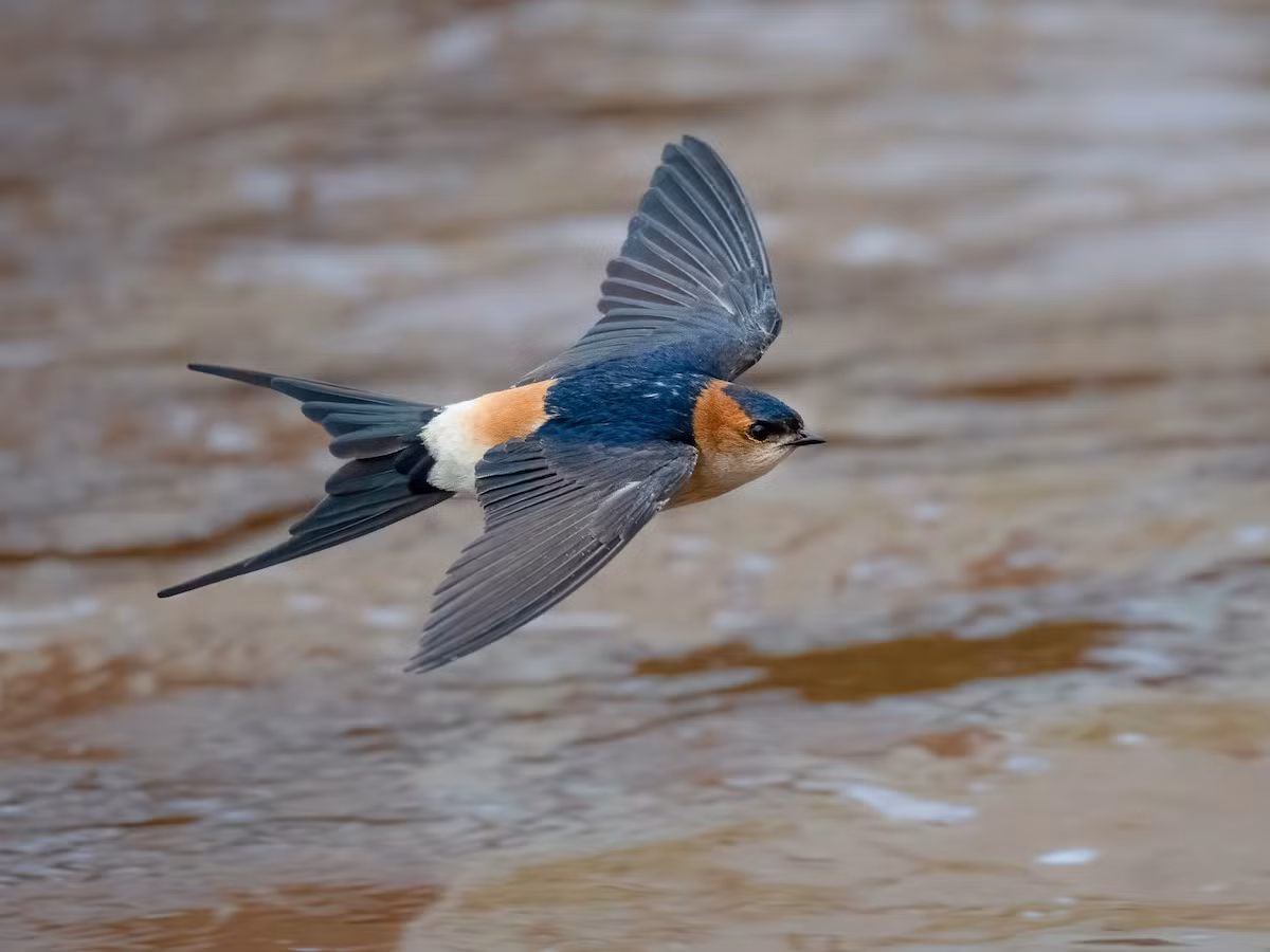 Loài chim này sống ở các khu vực trống trải gần nước, ghi nhận lên đến độ cao 2.440 mét.