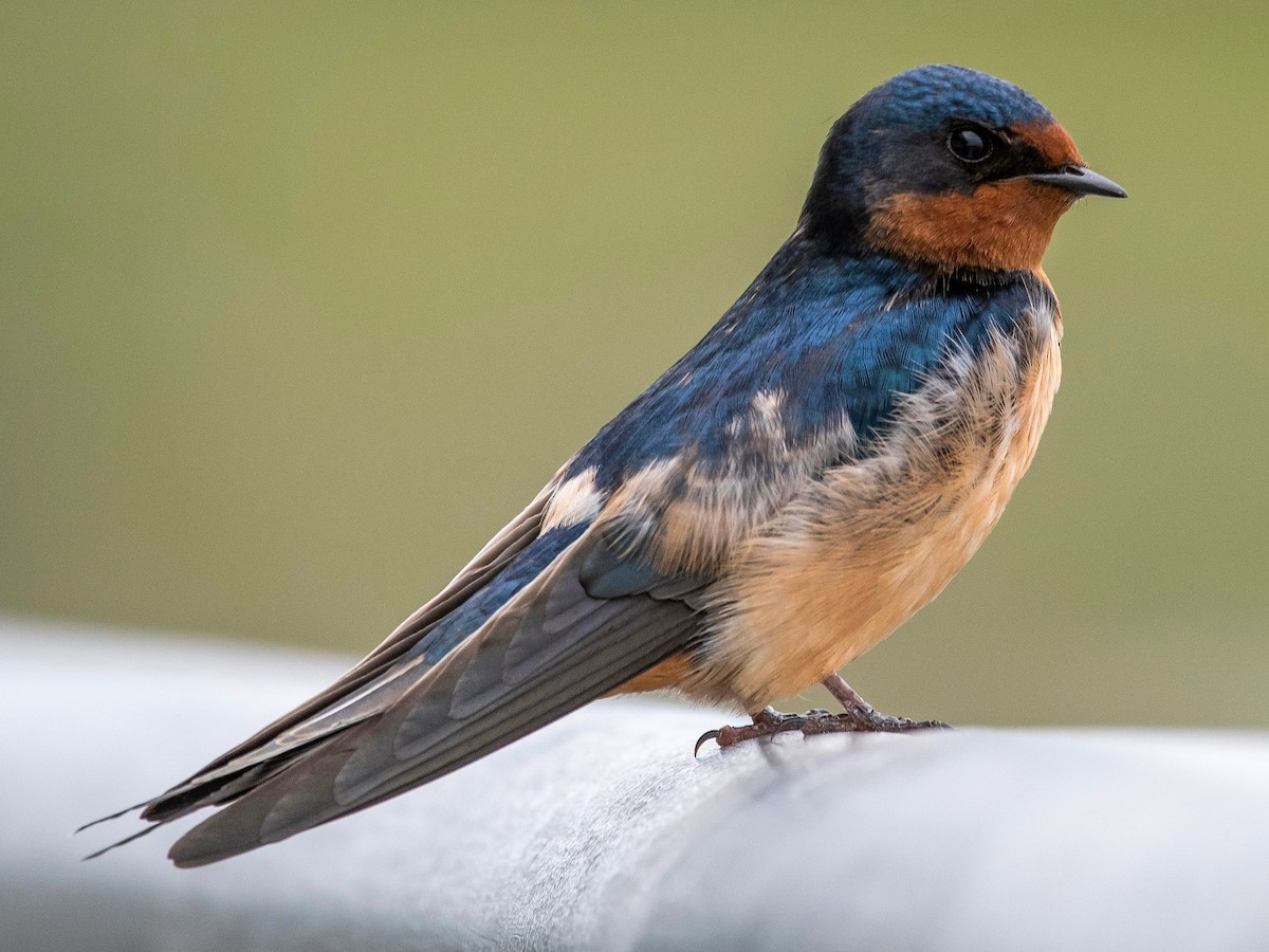Nhạn bụng trắng (Hirundo rustica) dài 15-16 cm, là loài di cư trú đông phổ biến trong cả nước, là loài định cư, sinh sản tại Tây Bắc, Đông Bắc và Nam Bộ.