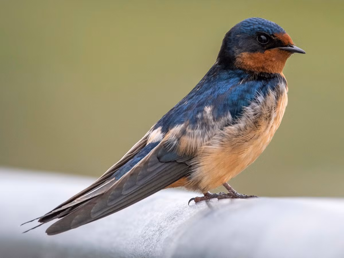 Nhạn bụng trắng (Hirundo rustica) dài 15-16 cm, là loài di cư trú đông phổ biến trong cả nước, là loài định cư, sinh sản tại Tây Bắc, Đông Bắc và Nam Bộ.