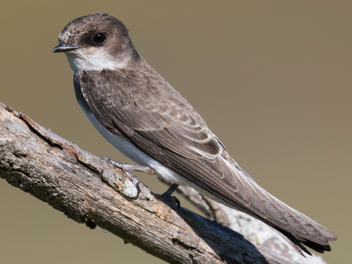 Nhạn nâu xám (Riparia riparia) dài 11-13 cm, là loài di cư không phổ biến tại Đông Bắc, Trung Trung Bộ và Nam Bộ.