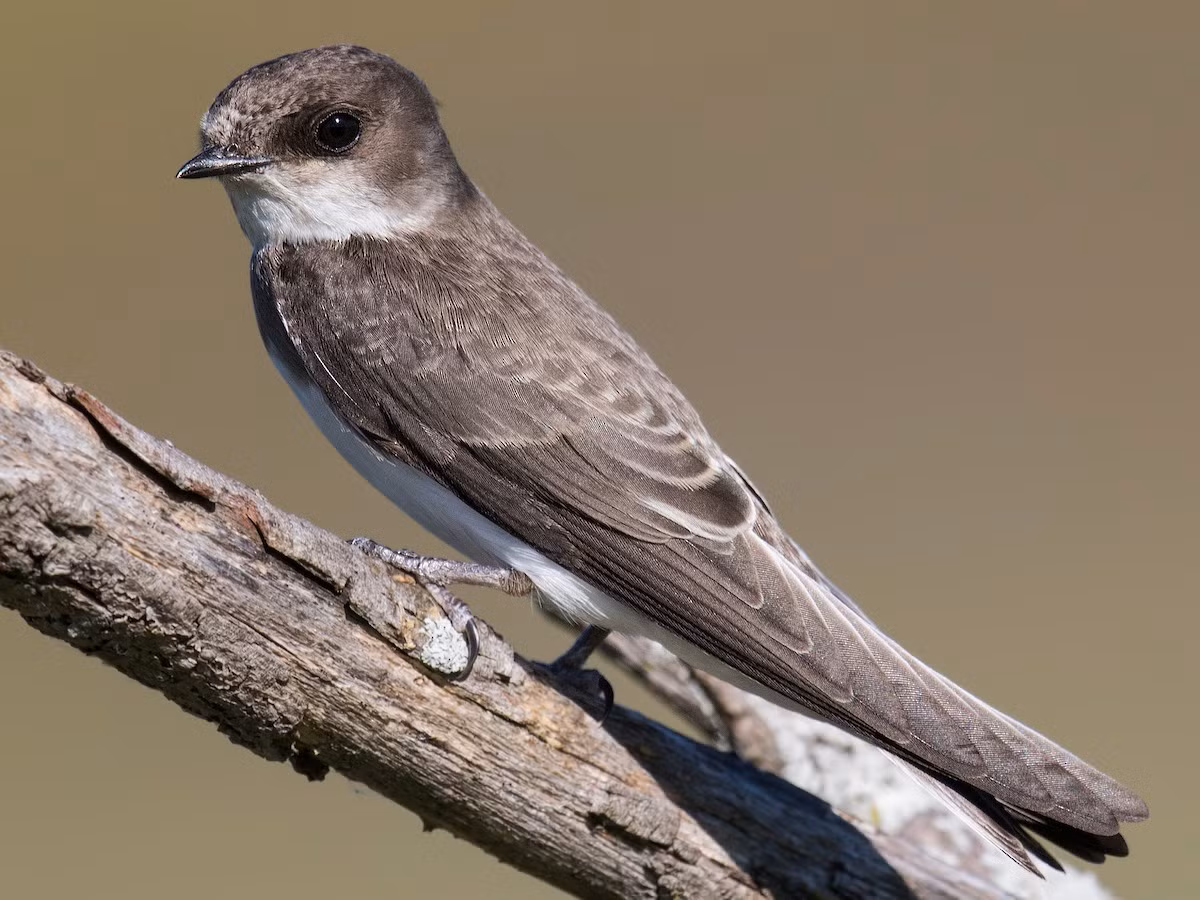 Nhạn nâu xám (Riparia riparia) dài 11-13 cm, là loài di cư không phổ biến tại Đông Bắc, Trung Trung Bộ và Nam Bộ.