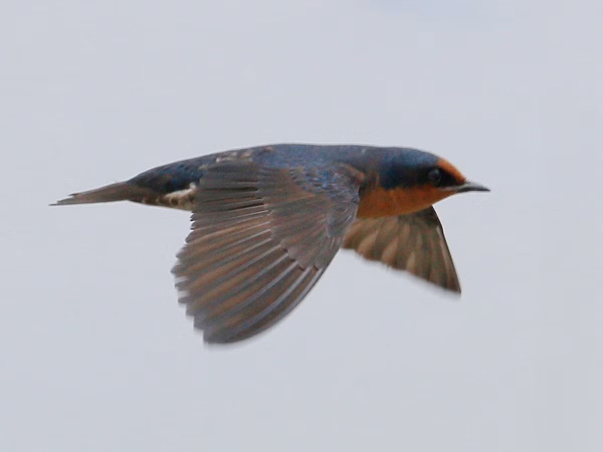 Loài chim này được ghi nhận ở các sinh cảnh ven biển gần khu dân cư, thỉnh thoảng hiện diện tại các khu vực rừng gần biển, các khu vực trống trải, ghi nhận ở độ cao lên đến 2.000 mét.