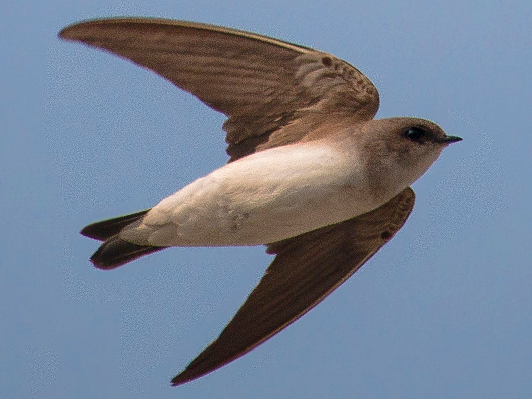 Sinh cảnh của loài chim này là các sông, hồ lớn, ghi nhận lên đến độ cao 1.200 mét, thường di chuyển theo đàn lớn.