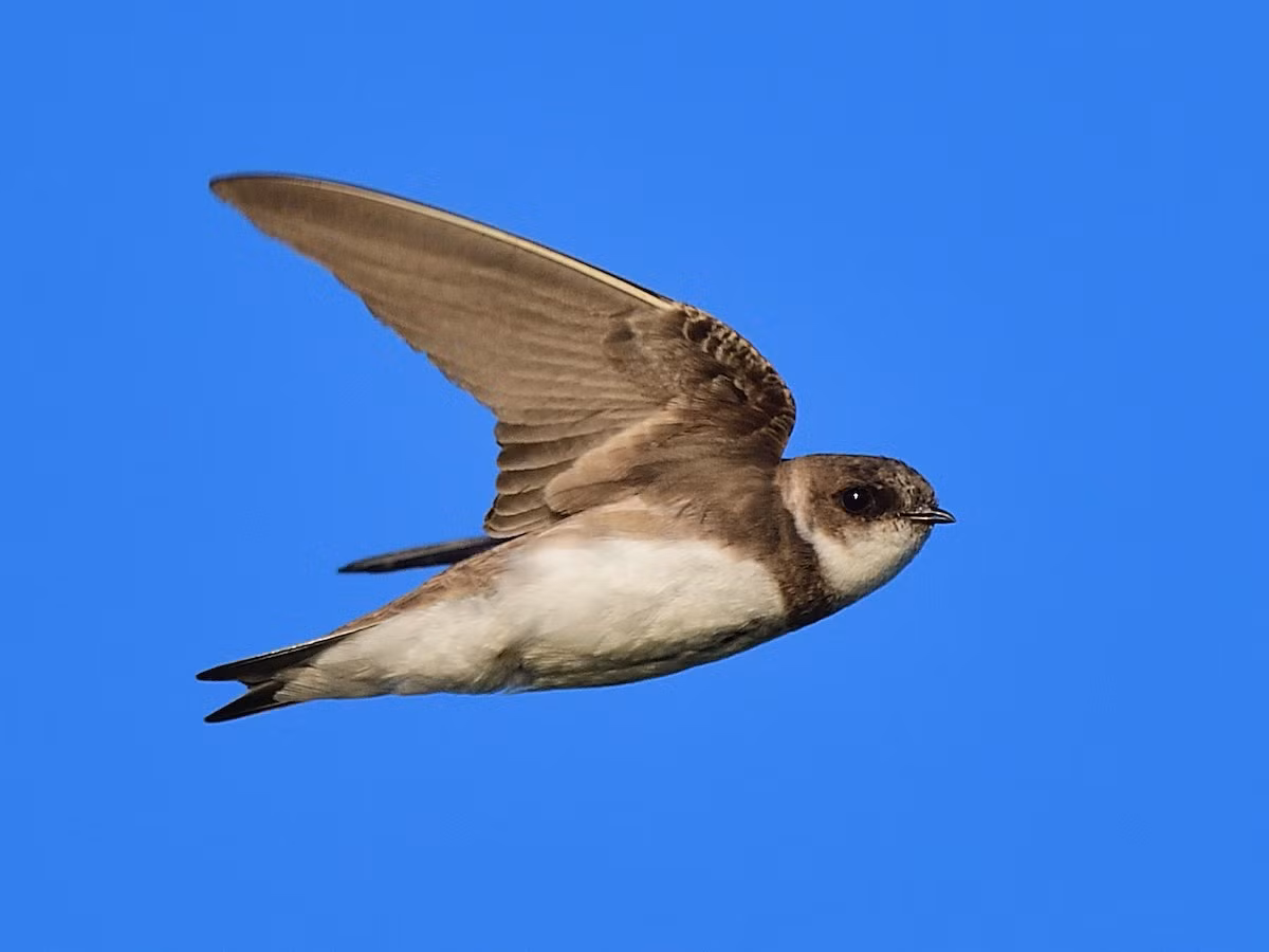 Loài chim này được ghi nhận ở các hồ, sông lớn, vùng đầm lầy, các sinh cảnh khác nhau trên đường di cư, thường ở vùng đất thấp nhưng cũng xuất hiện ở độ cao lên đến 1.830 mét.