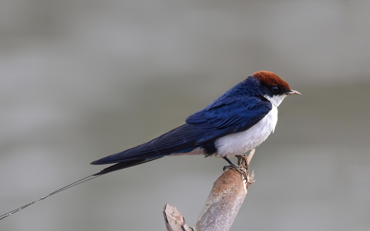 Nhạn đầu hung (Hirundo smithii) dài 13-14 cm, là loài định cư không phổ biến đến tương đối hiếm tại Trung và Nam Trung Bộ.