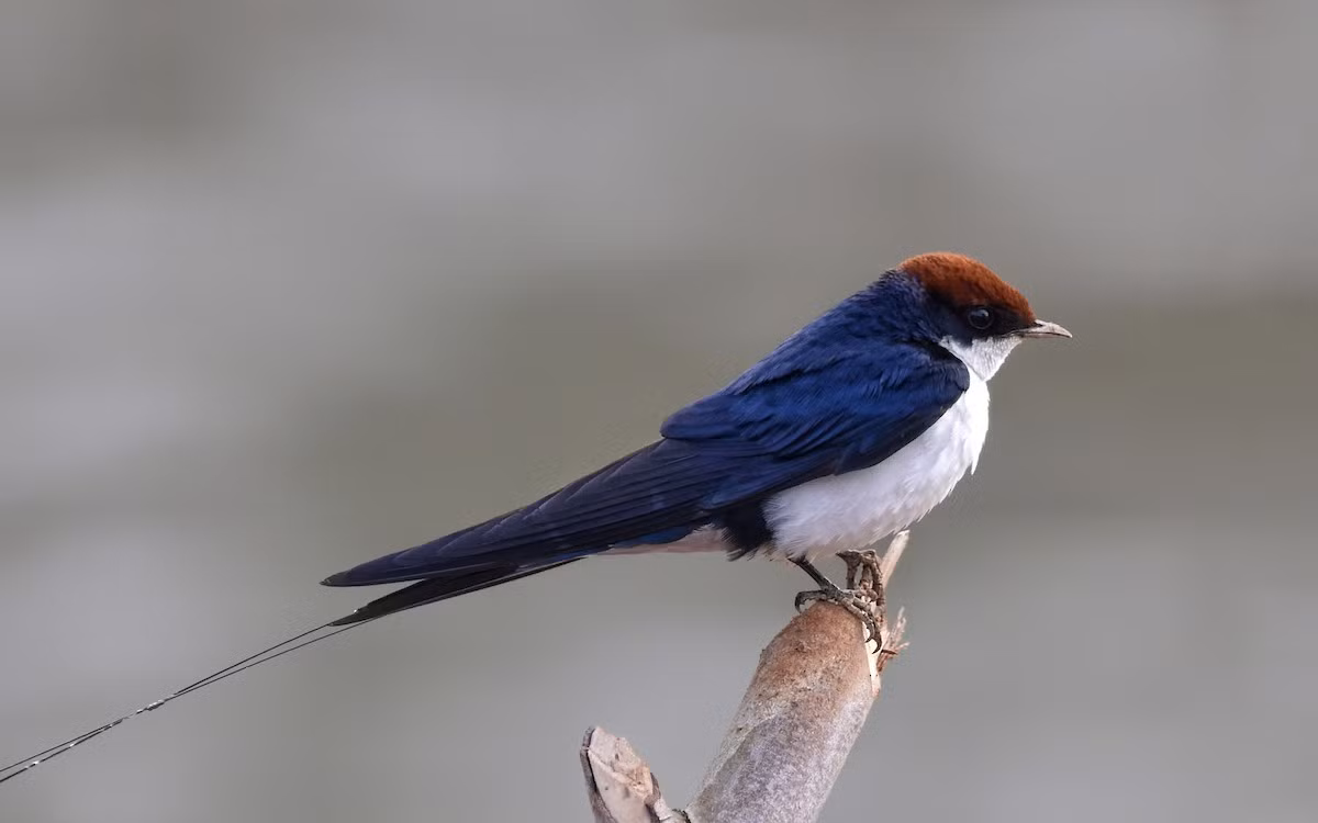 Nhạn đầu hung (Hirundo smithii) dài 13-14 cm, là loài định cư không phổ biến đến tương đối hiếm tại Trung và Nam Trung Bộ.