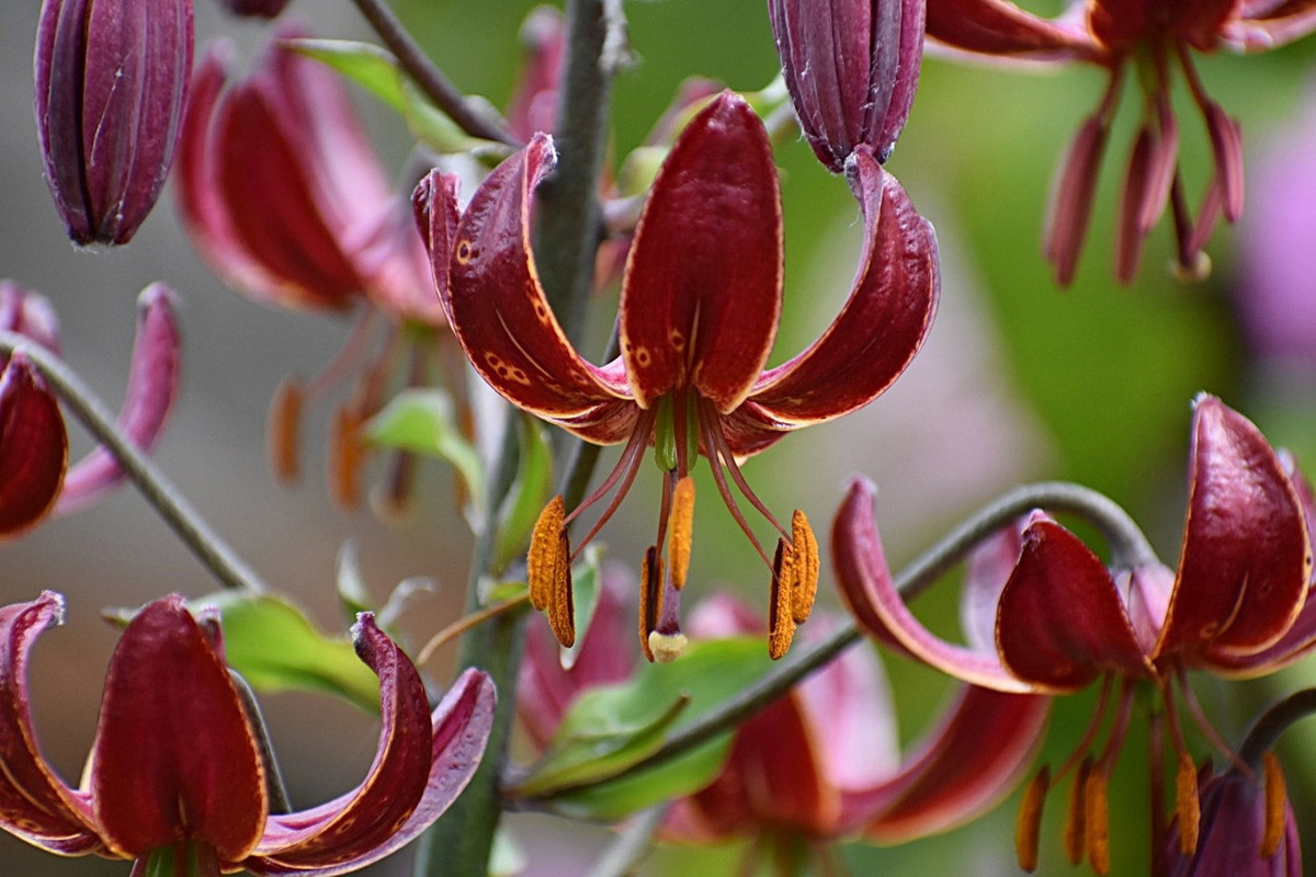 Loa kèn mũ Thổ Nhĩ Kỳ (Lilium martagon) cao 1,2 mét, phổ biến ở lục địa Á - Âu. Hoa của loài cây này chúc xuống dưới, có cánh đài uốn ngược về phía sau. Ảnh: The Lily Garden.