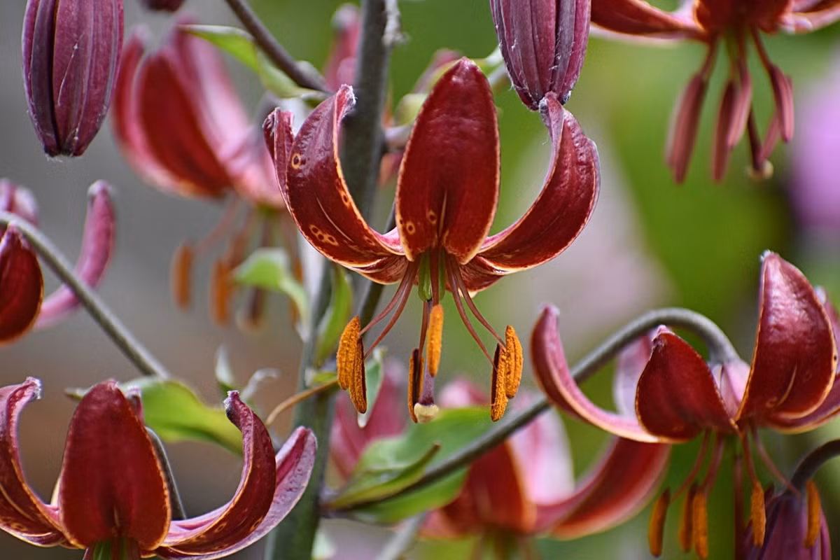 Loa kèn mũ Thổ Nhĩ Kỳ (Lilium martagon) cao 1,2 mét, phổ biến ở lục địa Á - Âu. Hoa của loài cây này chúc xuống dưới, có cánh đài uốn ngược về phía sau. Ảnh: The Lily Garden.