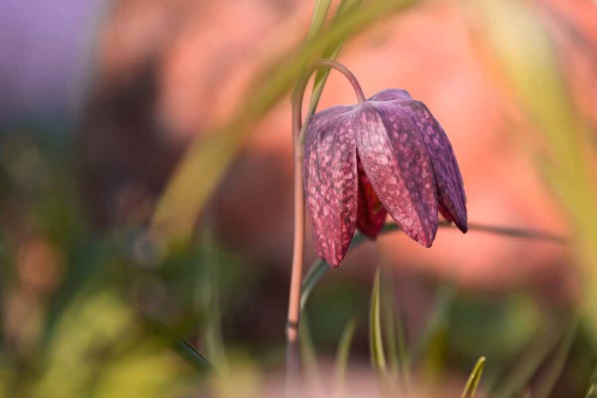Bối mẫu A Nhĩ Thái (Fritillaria meleagris) cao 50 cm, là thực vật bản địa châu Âu. Loài cây này mọc hoang trên các đồng cỏ ẩm ướt và cũng được trồng phổ biến trong vườn. Hoa của chúng có các vân hình ô bàn cờ đặc trưng. Ảnh: Baumschule Horstmann.