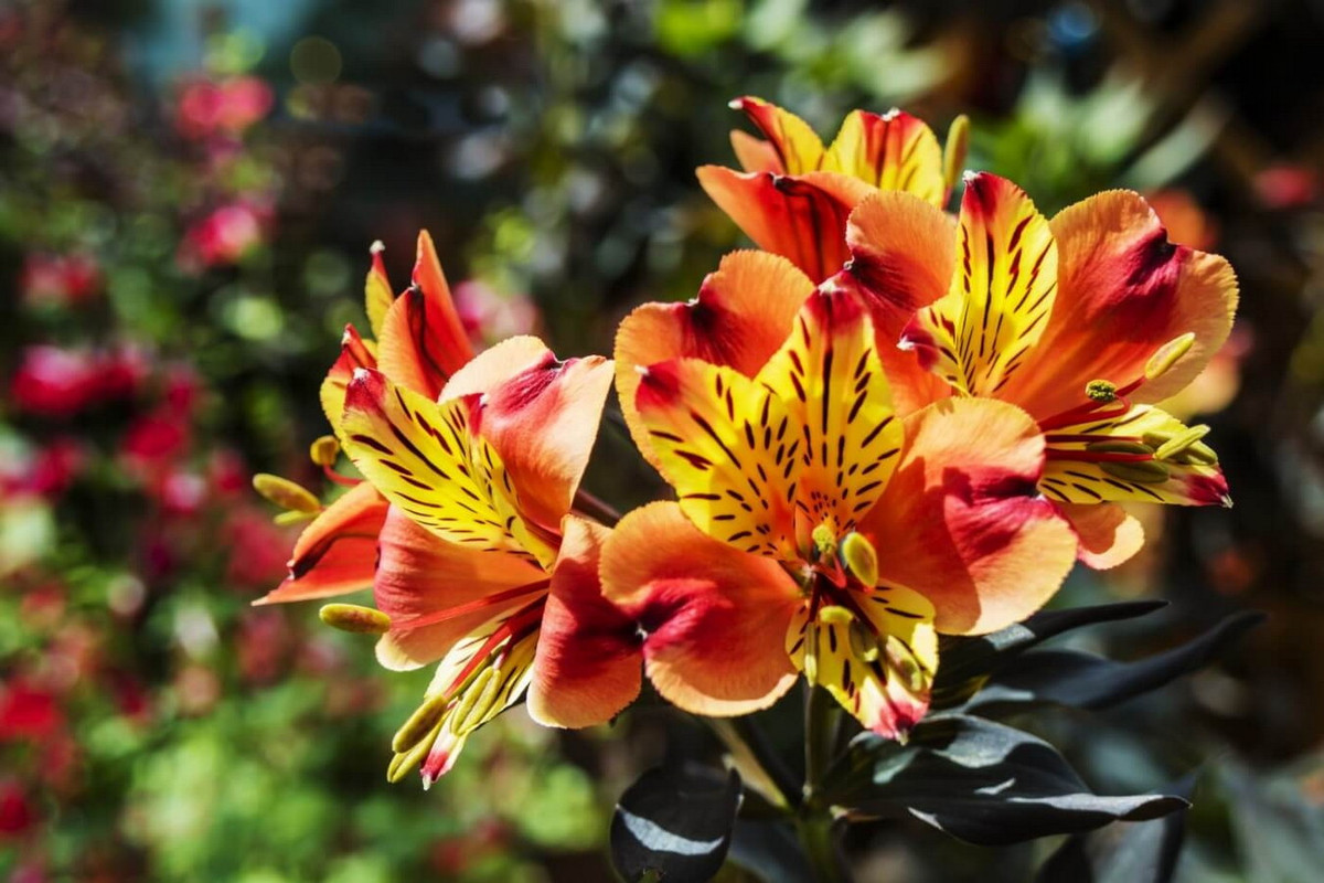 Loa kèn Peru (chi Alstroemeria) cao 1,2 mét, là thực vật bản địa Nam Mỹ. Các loài loa kèn này có hoa khá giống với chi Lilium, nhưng màu sắc đa dạng hơn. Chúng là cây cảnh được ưa chuộng trên toàn thế giới. Ảnh: Petal Republic.