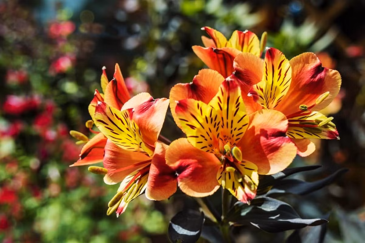 Loa kèn Peru (chi Alstroemeria) cao 1,2 mét, là thực vật bản địa Nam Mỹ. Các loài loa kèn này có hoa khá giống với chi Lilium, nhưng màu sắc đa dạng hơn. Chúng là cây cảnh được ưa chuộng trên toàn thế giới. Ảnh: Petal Republic.