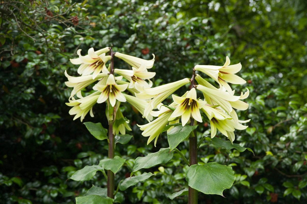 Đại huệ Himalaya (Cardiocrinum giganteum) cao 3 mét, phân bố từ dãy Himalaya đến Trung Quốc. Loài loa kèn khổng lồ này sinh trưởng một vài mùa rồi mới ra hoa. Sau khi ra hoa, cây sẽ chết. Ảnh: R&amp;B Floridaseeds.