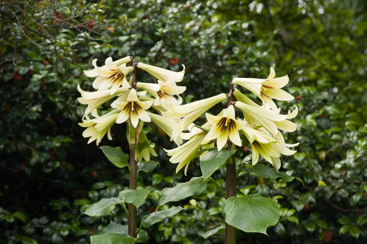 Đại huệ Himalaya (Cardiocrinum giganteum) cao 3 mét, phân bố từ dãy Himalaya đến Trung Quốc. Loài loa kèn khổng lồ này sinh trưởng một vài mùa rồi mới ra hoa. Sau khi ra hoa, cây sẽ chết. Ảnh: R&amp;B Floridaseeds.