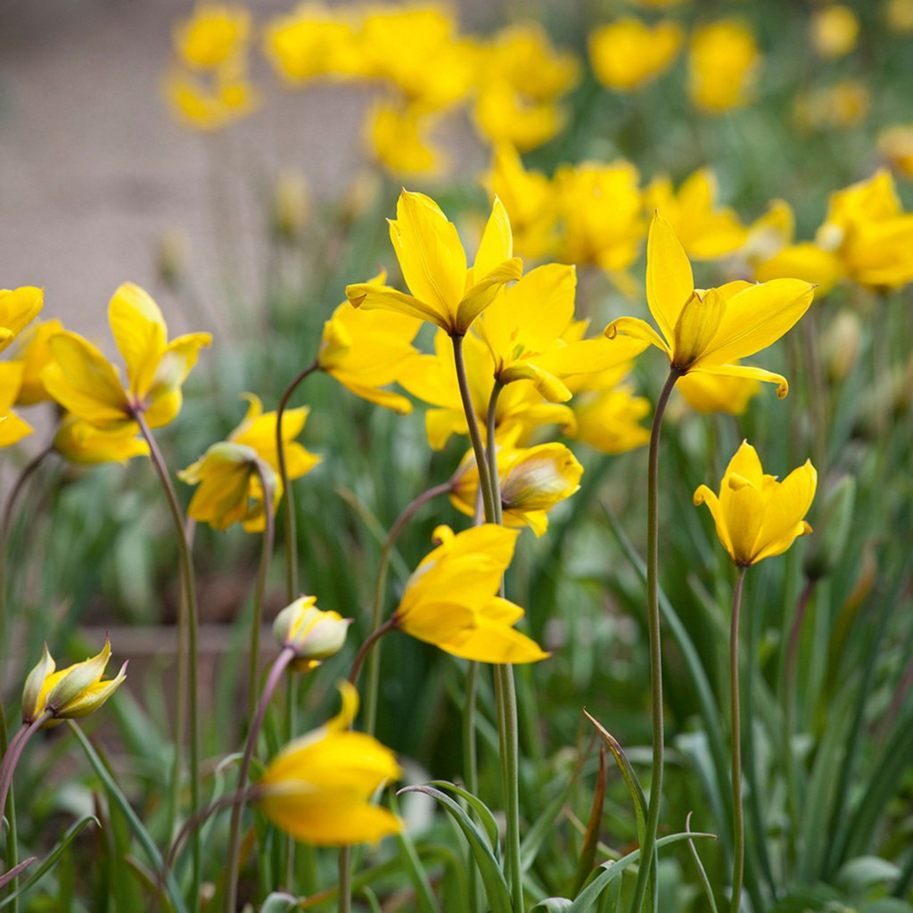 Tu lip dại (Tulipa sylvestris) cao 45 cm, có nguồn gốc từ châu Âu. Là họ hàng của tu lip trồng trong vườn, loài cây có hoa vàng này mọc hoang trên các đồng cỏ, triền đồi nhiều đá và rừng thưa. Ảnh: Sarah Raven.