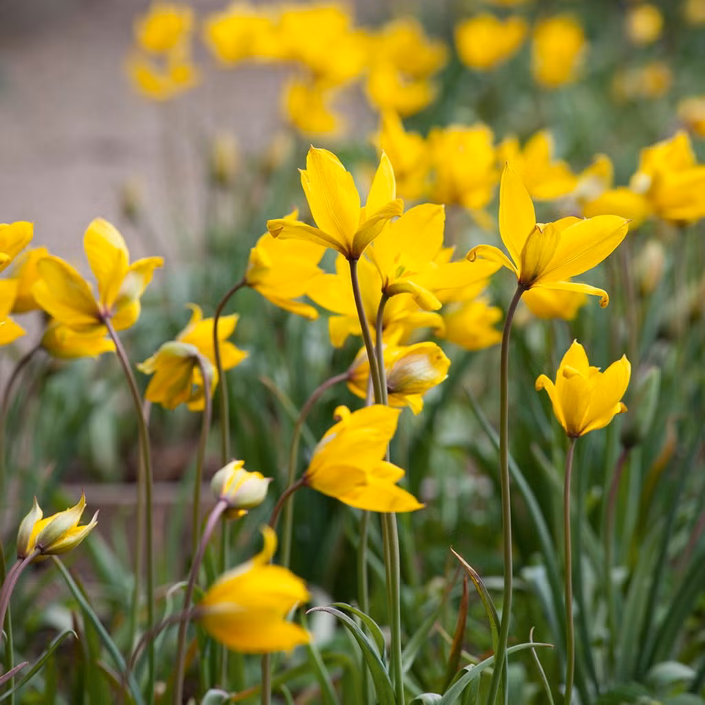 Tu lip dại (Tulipa sylvestris) cao 45 cm, có nguồn gốc từ châu Âu. Là họ hàng của tu lip trồng trong vườn, loài cây có hoa vàng này mọc hoang trên các đồng cỏ, triền đồi nhiều đá và rừng thưa. Ảnh: Sarah Raven.