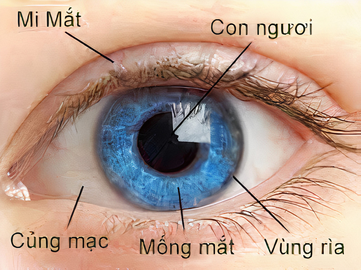 Mong mat nam o dau, vi sao duoc lay lam du lieu the can cuoc?