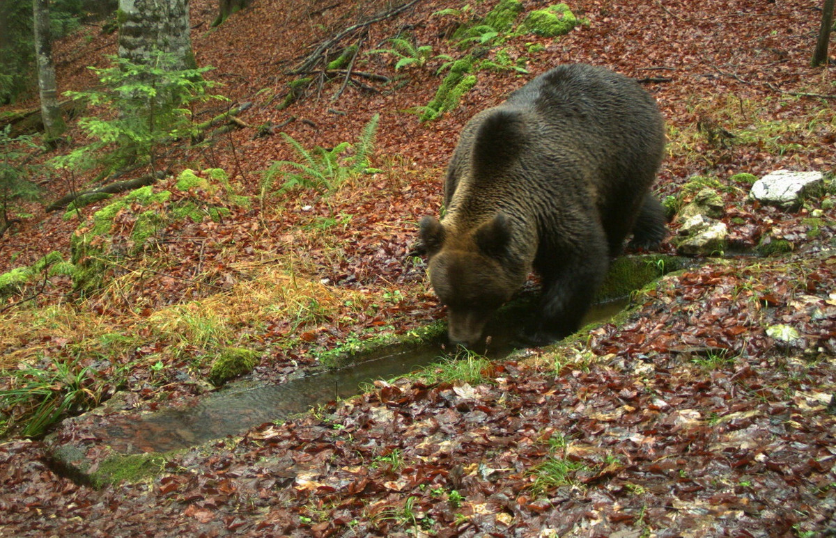 Những khu rừng sồi, rừng thông và rừng hỗn giao ở khu vườn quốc gia này là nơi cư trú của một số lượng lớn các loài động vật hoang dã như gấu, linh miêu, chó sói, chồn, nhím và vô số loài chim. Ảnh: Nacionalni park Plitvička jezera.