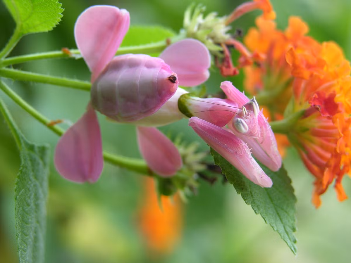 Theo khuyến cáo từ giới chuyên gia, cần sớm có các quy định pháp luật về việc bảo vệ bọ ngựa hoa lan để bảo đảm cho sự tồn tại và phát triển bền vững của loài côn trùng này trong tương lai. Ảnh: El Guanche / Flickr.