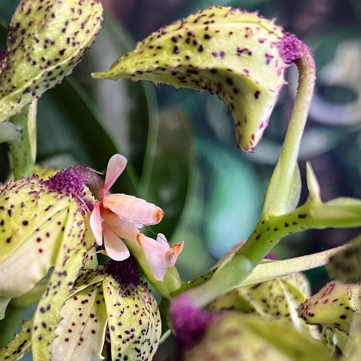 Chúng thường được bắt gặp trên các loài hoa phong lan hoặc cây hoa thuộc chi Ixora vào thời điểm từ tháng 3 đến tháng 6 hàng năm. Đây là lúc bắt đầu mùa mưa, khi các loài hoa bắt đầu nở hoa nhiều. Ảnh: illexotics.