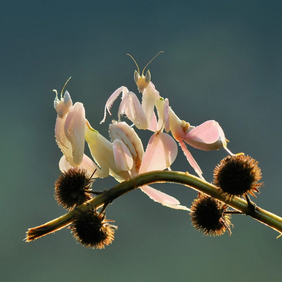 Trên thế giới, loài bọ ngựa thú vị này phân bố trong các khu rừng nhiệt đới của khu vực Đông Nam Á. Ở Việt Nam, chúng được ghi nhận ở hầu khắp các khu vực rừng rậm độ cao dưới 1.000 mét so với mực nước biển. Ảnh: Bug Pets.