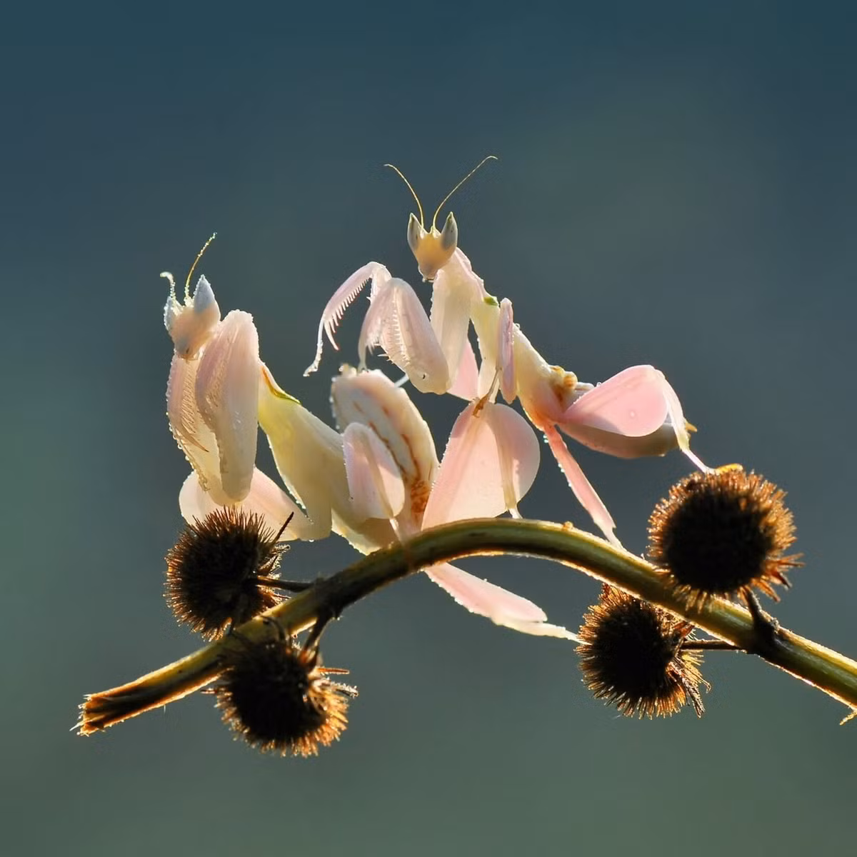 Trên thế giới, loài bọ ngựa thú vị này phân bố trong các khu rừng nhiệt đới của khu vực Đông Nam Á. Ở Việt Nam, chúng được ghi nhận ở hầu khắp các khu vực rừng rậm độ cao dưới 1.000 mét so với mực nước biển. Ảnh: Bug Pets.