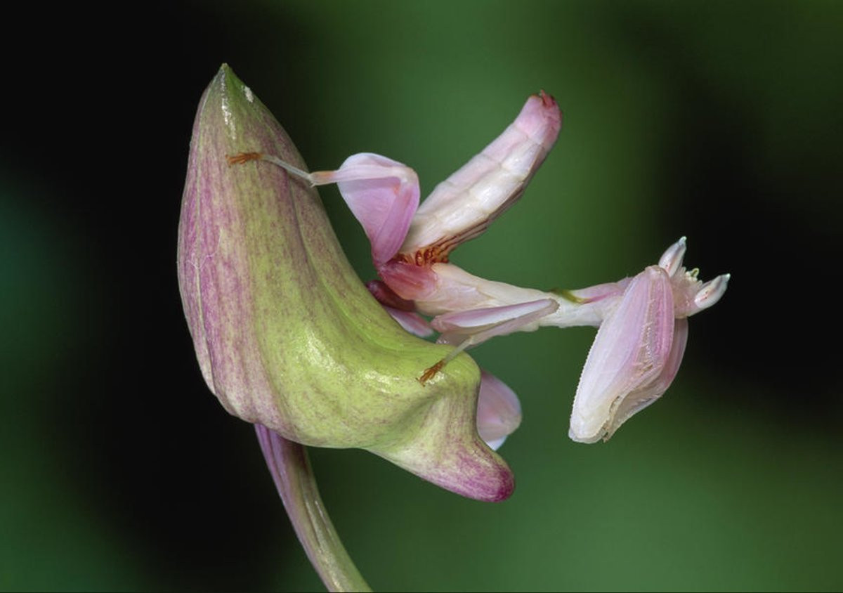 Đúng như tên gọi, bọ ngựa hoa lan có màu sắc và hình dạng cơ thể rất giống với một đóa phong lan. Ảnh: Animals and Earth.