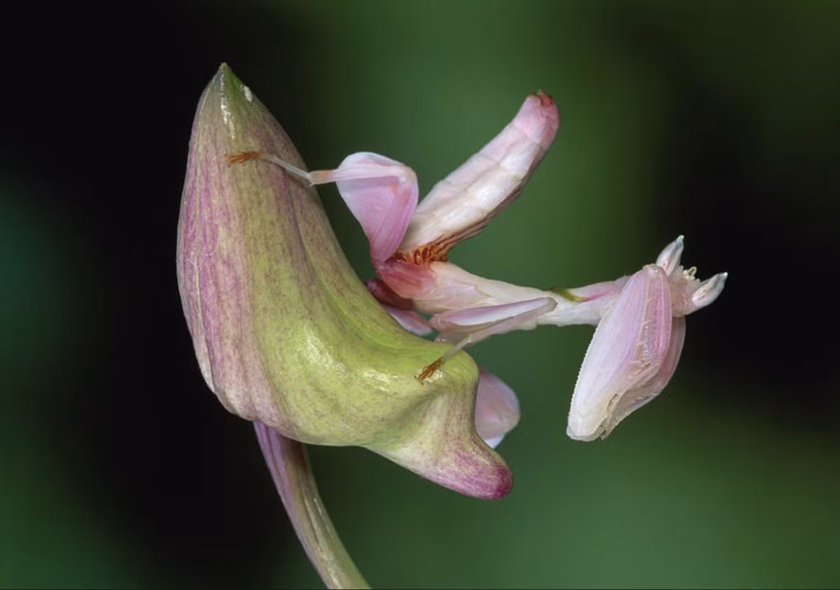 Đúng như tên gọi, bọ ngựa hoa lan có màu sắc và hình dạng cơ thể rất giống với một đóa phong lan. Ảnh: Animals and Earth.