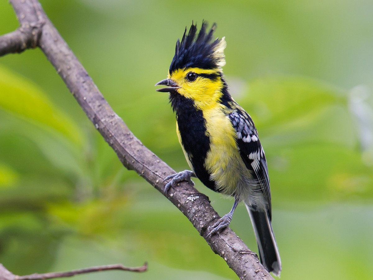 Loài chim này sống ở rừng lá rộng thường xanh, phân bố từ độ cao 800-2.750 mét, di chuyển xuống 600 mét tại Đông Bắc, thường kiếm ăn theo đàn hỗn hợp.