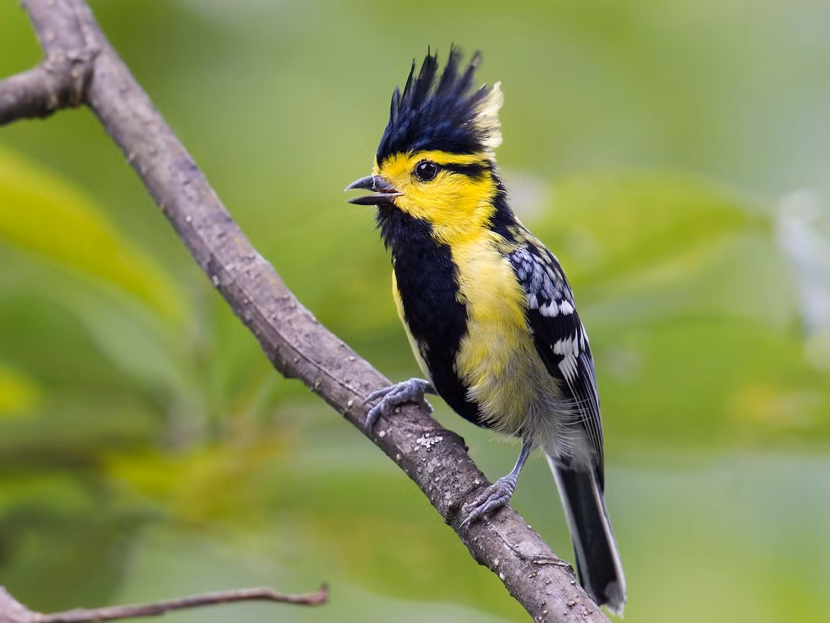 Loài chim này sống ở rừng lá rộng thường xanh, phân bố từ độ cao 800-2.750 mét, di chuyển xuống 600 mét tại Đông Bắc, thường kiếm ăn theo đàn hỗn hợp.