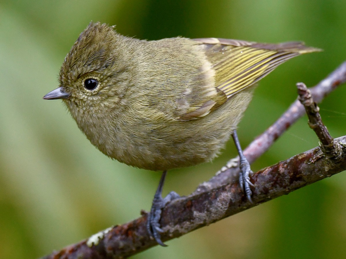 Sinh cảnh của loài chim này là rừng lá rộng thường xanh, phân bố từ độ cao 1.450-3.100 mét.