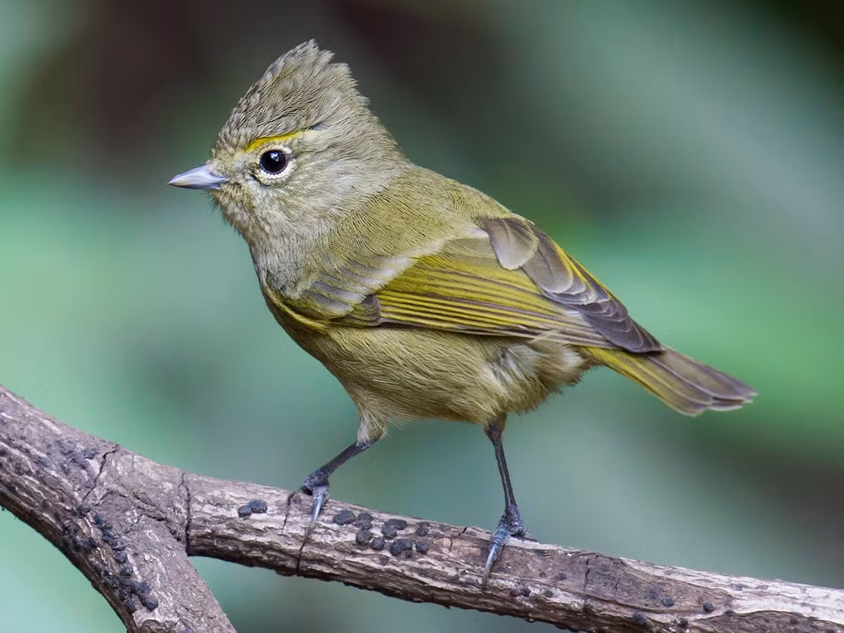 Bạc má rừng (Sylviparus modestus) dài 9-10 cm, là loài định cư, không phổ biến tại Tây Bắc, Trung và Nam Trung Bộ (VQG Hoàng Liên Sa Pa, Chư Yang Sin, Bidoup Núi Bà).