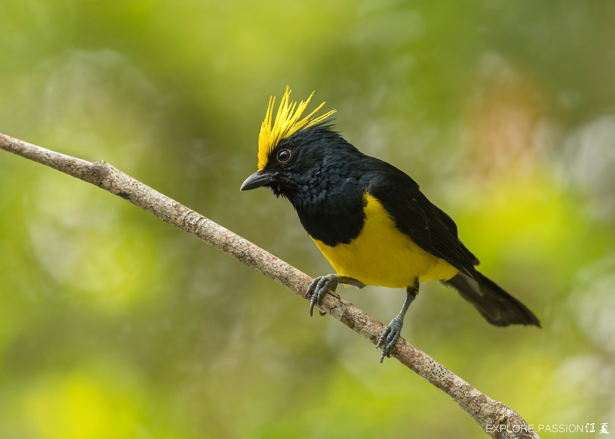Mào vàng (Melanochlora sultanea) dài 19-21 cm, là loài định cư, phổ biến đến tương đối phổ biến tại Tây Bắc, Đông Bắc, Bắc và Trung Trung Bộ (VQG Tam Đảo, Ba Vì, Cúc Phương, Bạch Mã).