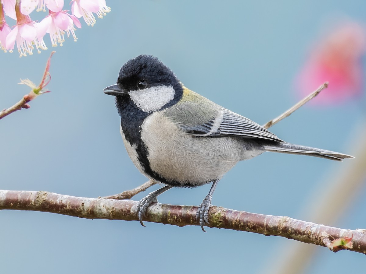  Bạc má (Parus minor) dài 14-15 cm, là loài định cư, tương đối phổ biến tại Tây Bắc, Đông Bắc, Bắc và Trung Trung Bộ. Ảnh: eBird.