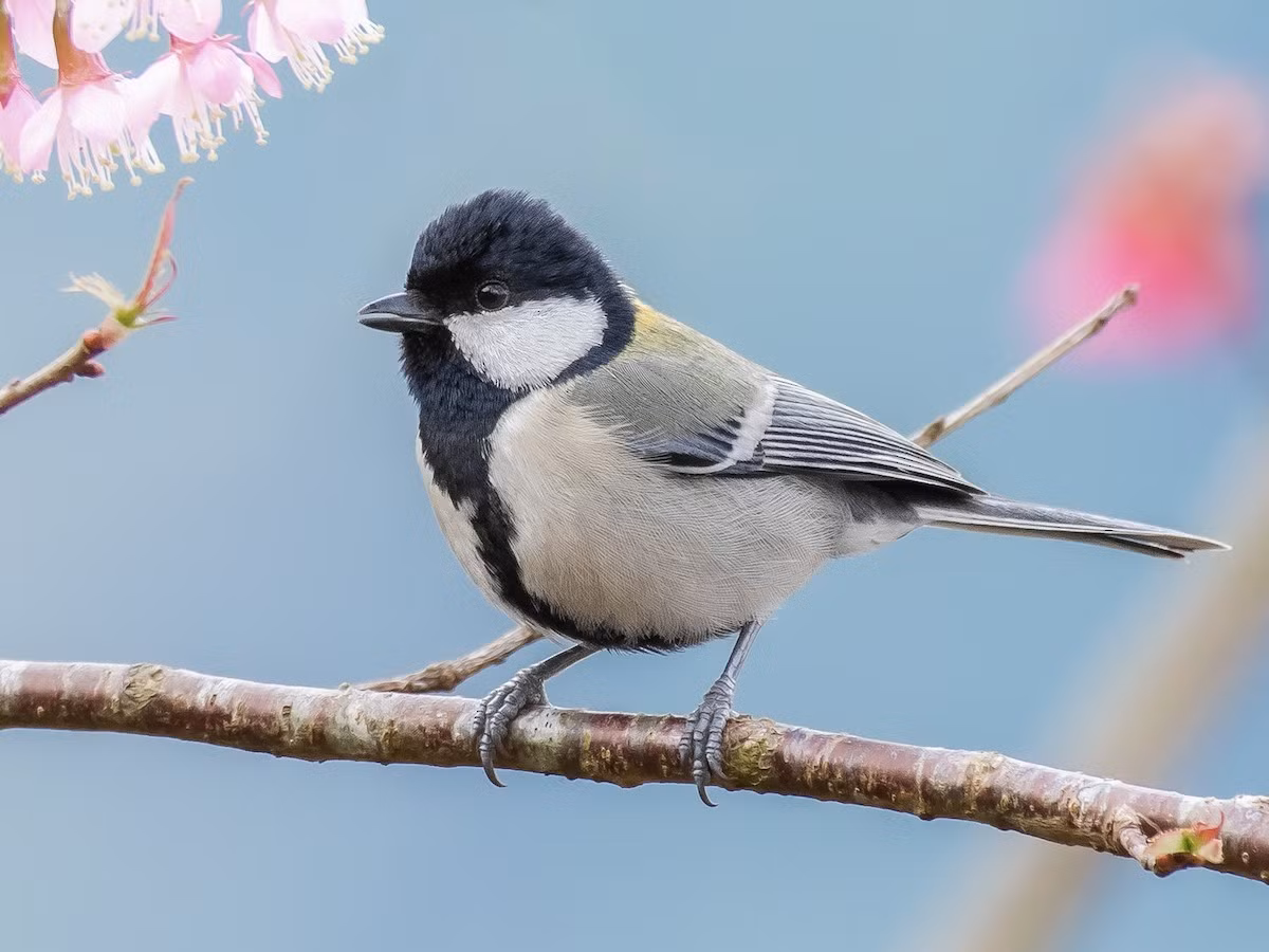  Bạc má (Parus minor) dài 14-15 cm, là loài định cư, tương đối phổ biến tại Tây Bắc, Đông Bắc, Bắc và Trung Trung Bộ. Ảnh: eBird.