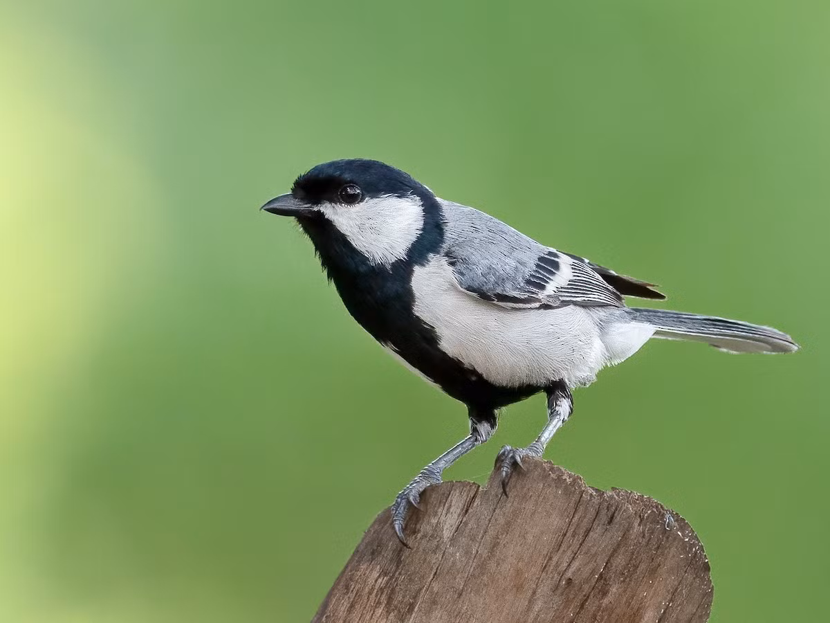 Bạc má xám (Parus cinereus) dài 13-14 cm, là loài định cư, tương đối phổ biến ở Nam Trung Bộ và Nam Bộ.