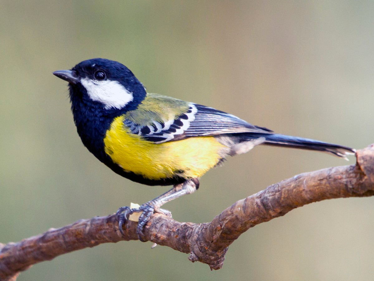 Bạc má bụng vàng (Parus monticolus) dài 12-15 cm, là loài định cư, tương đối phổ biến tại khu vực phía Bắc, Đông Bắc và Nam Trung Bộ (VQG Chư Yang Sin, Bidoup Núi Bà, các khu BTTN Du Già, Quản Bạ).