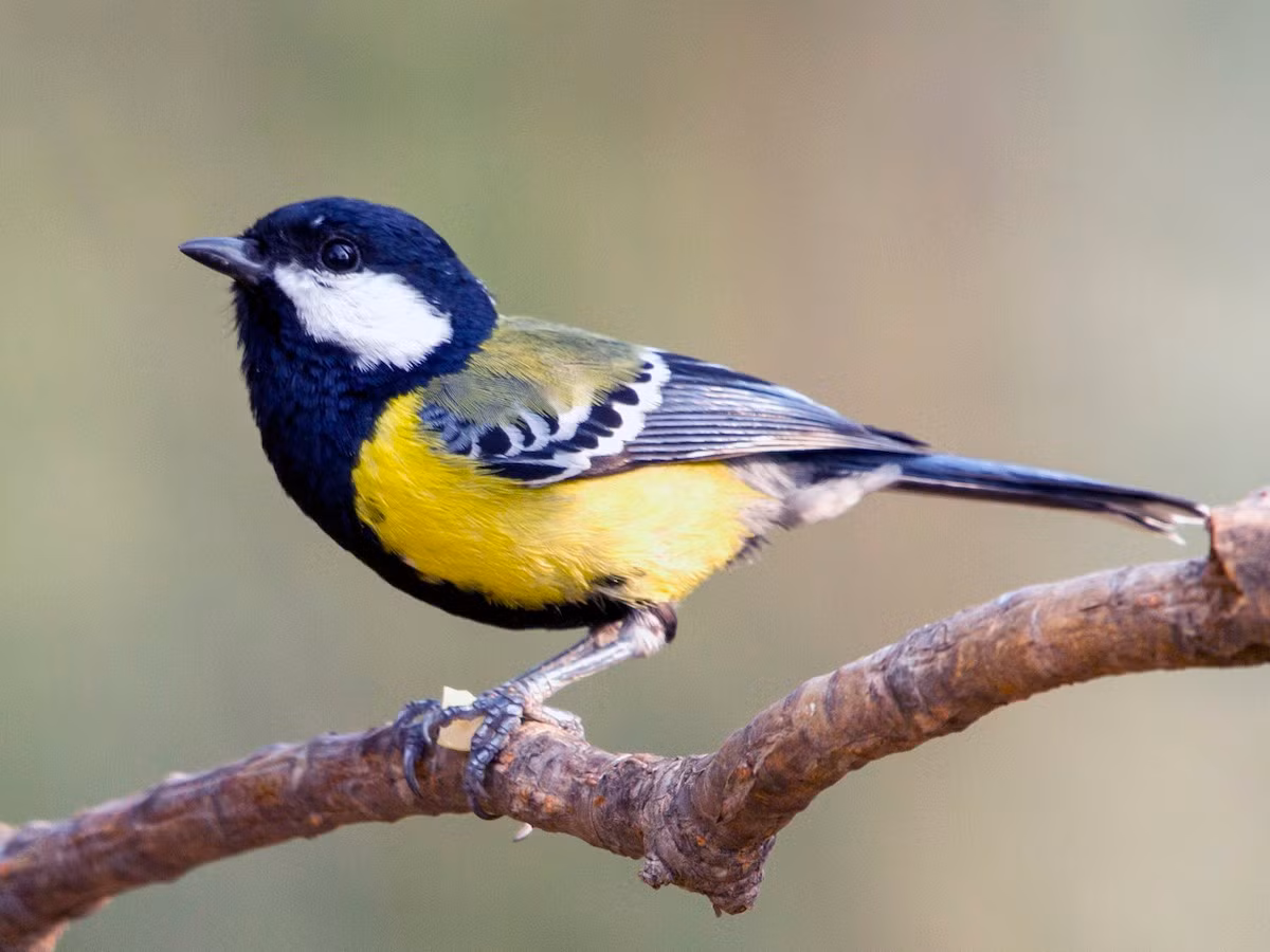 Bạc má bụng vàng (Parus monticolus) dài 12-15 cm, là loài định cư, tương đối phổ biến tại khu vực phía Bắc, Đông Bắc và Nam Trung Bộ (VQG Chư Yang Sin, Bidoup Núi Bà, các khu BTTN Du Già, Quản Bạ).