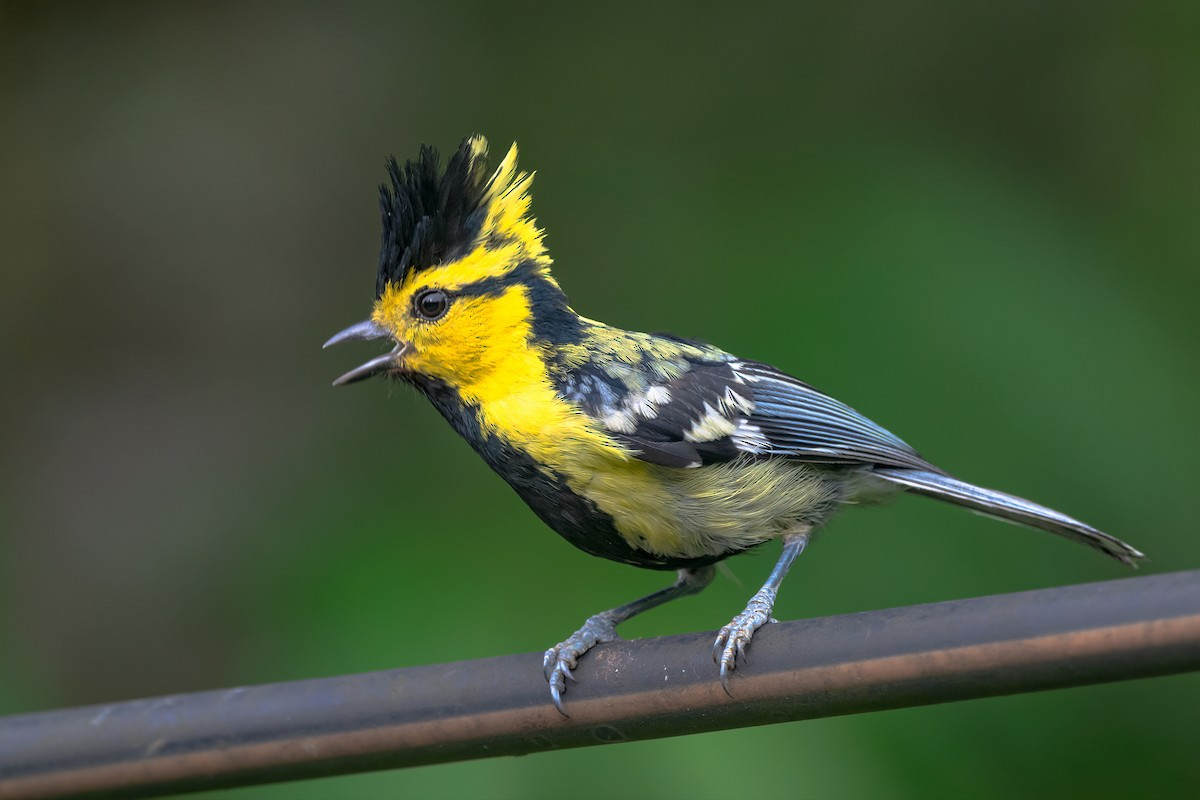 Bạc má mào (Parus spilonotus) dài 13-16 cm, là loài định cư, tương đối phổ biến tại Tây Bắc, Đông Bắc, Trung Bộ (VQG Hoàng Liên Sa Pa, Tam Đảo, Bạch Mã, Chư Yang Sin, Bidoup Núi Bà, khu BTTN Du Già, Quản Bạ).