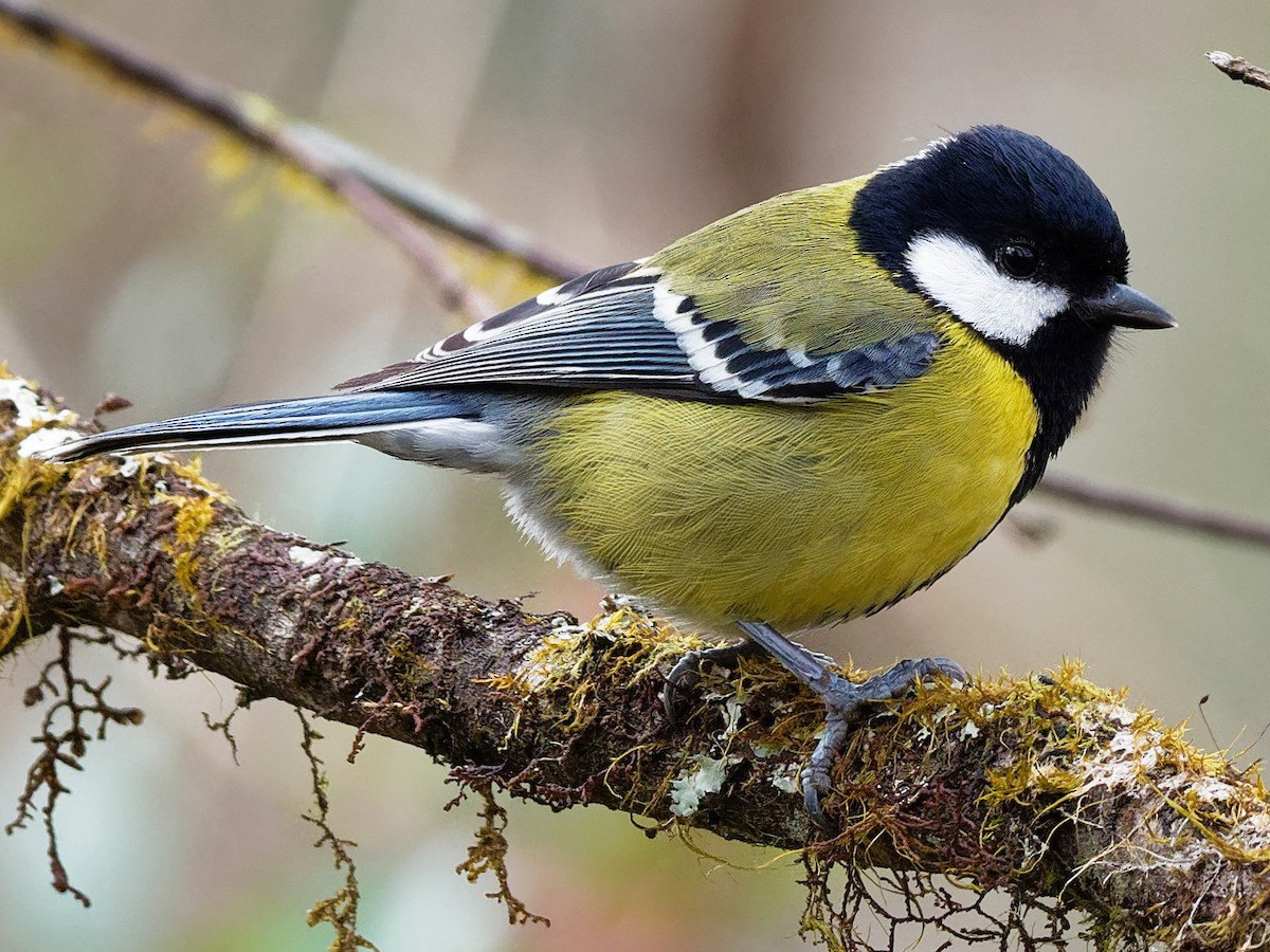 Loài chim này được ghi nhận ở rừng lá rộng thường xanh, rừng thông, rừng rụng lá, phân bố từ độ cao 900 - 2.650 mét.