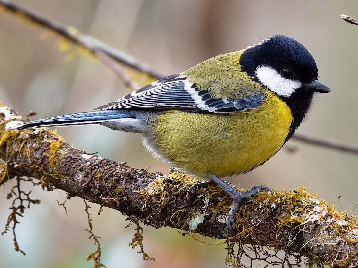 Loài chim này được ghi nhận ở rừng lá rộng thường xanh, rừng thông, rừng rụng lá, phân bố từ độ cao 900 - 2.650 mét.